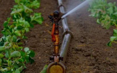 Drip Irrigation