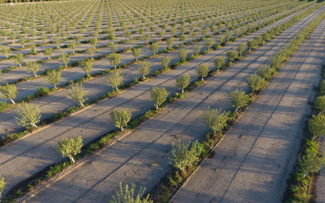 Drip Irrigation